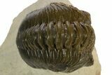 Bargain, Morocconites Trilobite Fossil - Ofaten, Morocco #341318-1